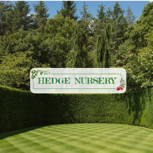 Hedge Nursery UK